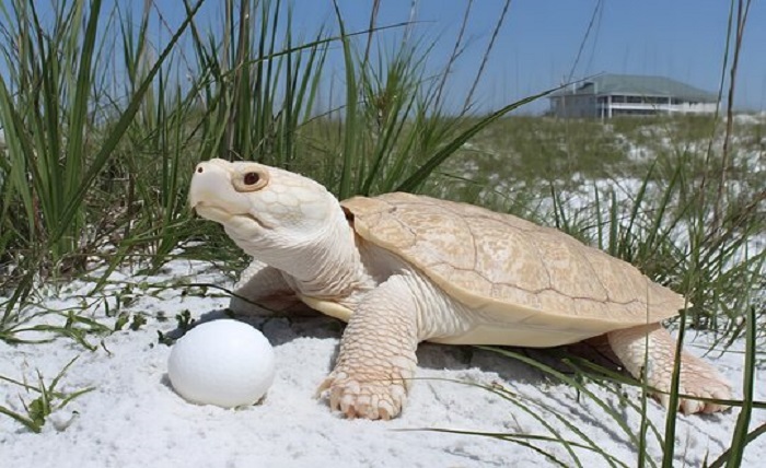 albino turtle